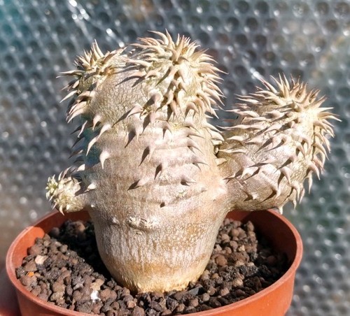 Pachypodium densiflorum - pachypodium,