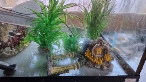 Fish tank with pump - fish,