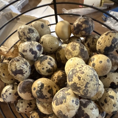 Courtnix quail hatching - hatching, eggs