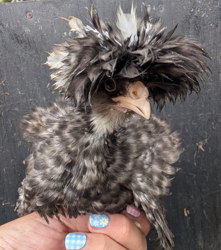 Polish frizzle chance - polish, fertile