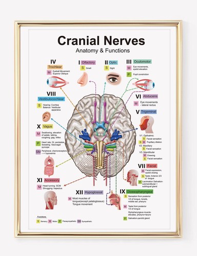 Cranial nerves anatomy - cranial, &