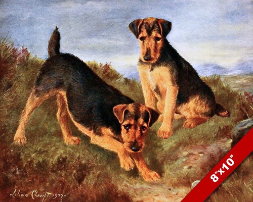 Spirited welsh terrier dogs - welsh,