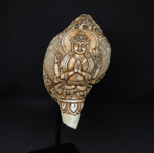 Tibetan ritual conch shell - conch,