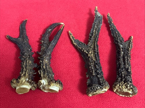 Pairs roe deer antlers - deer,