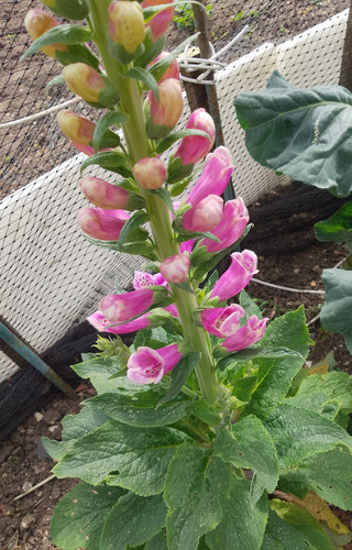 Foxglove plants dug from my - from,
