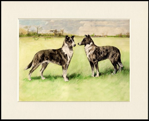 Collie smooth dog - dog, art