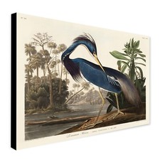 Louisiana heron bird john - heron,