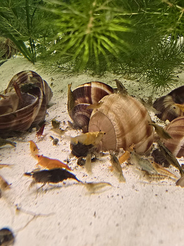 Live freshwater tropical - live,