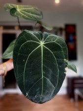 Anthurium forgetti x red