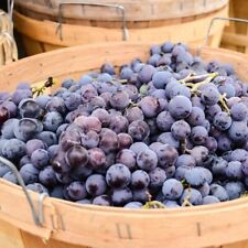 CONCORD SEEDLESS GRAPE VINE- 3