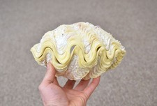 Natural clam clamshell - natural,