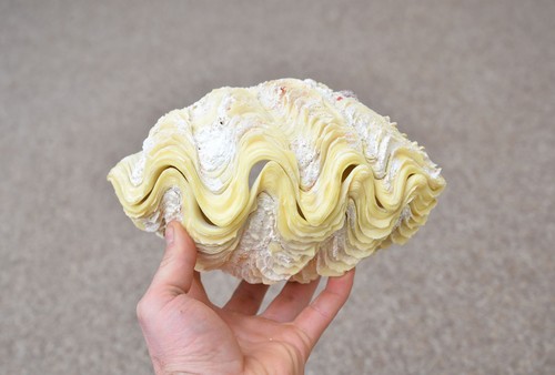 Natural clam clamshell - natural,