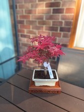 Acer deshojo bonsai tree - , 15