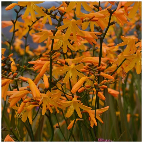 Crocosmia crocosmiiflora - crocosmia, ×