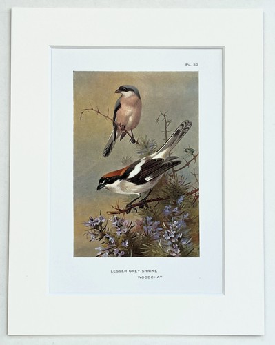 Archibald thorburn shrikes - thorburn,