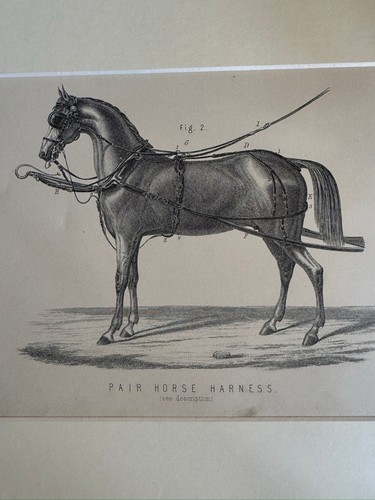 Vintage horse harness - horse,