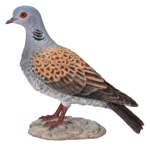 Turtle dove bird lifelike - turtle,