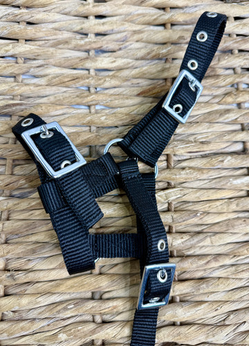 Mini shetland foal - foal, headcollar