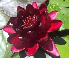1 x  wine Red Water Lily