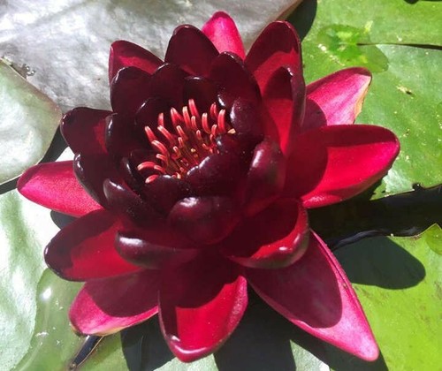 Wine red water - x , lily