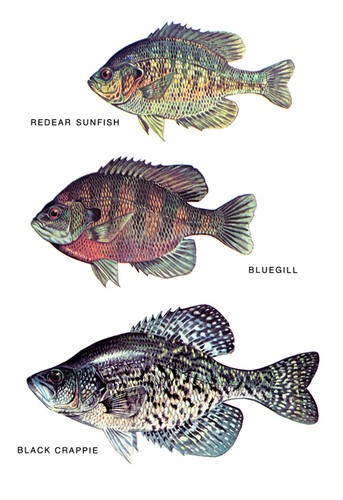 Sunfish poster - poster,,