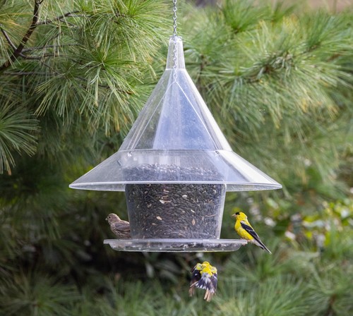 Sky cafe squirrel proof bird - sky,