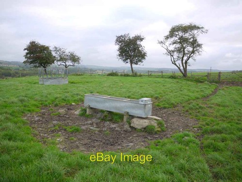 Photo 6x4 cattle feeder - cattle, and