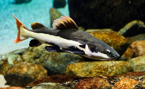 Redtail catfish - catfish, 3-4”