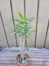 Euphorbia  hybrid  x