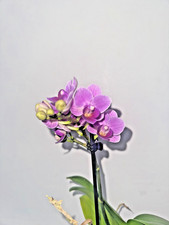 Super Pink Phalaenopsis Orchid Mini House Plant - 1 Stem - Get What You See