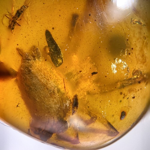 Burmese amber fossil 99 - fossil:,