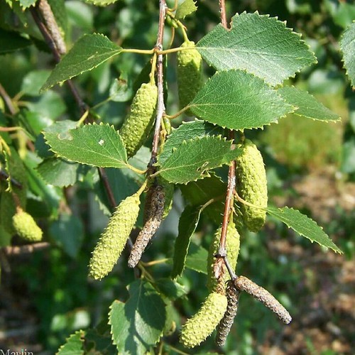 Downy birch - downy, pubescens)