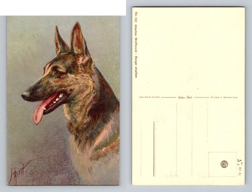 Alsatian wolfhound german - wolfhound,