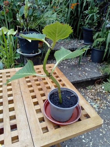 Hydrangea macrophylla rooted - hydrangea,