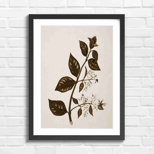 Botanical white flower branch - botanical,