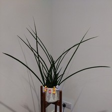 Sansevieria Plant(only selling