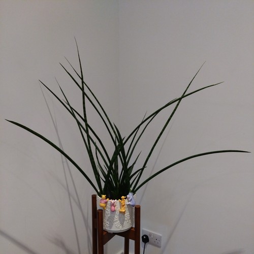 Sansevieria plant only selling - plant(only,