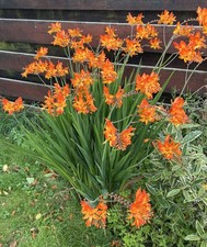 10 Crocosmia Masoniorum Orange