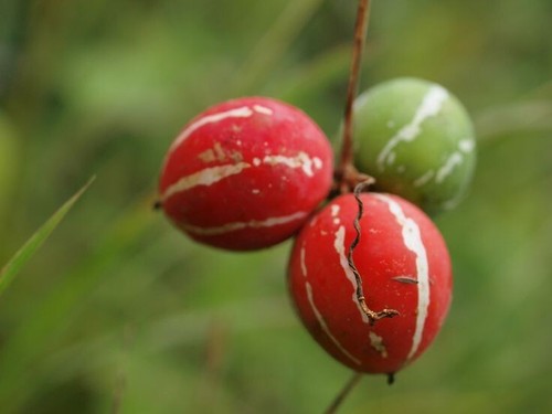Indian striped cucumber - indian,