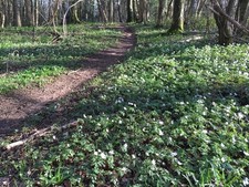 Photo A3 Carpet of Wood
