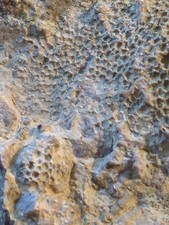 Fossil silurian coral - silurian,