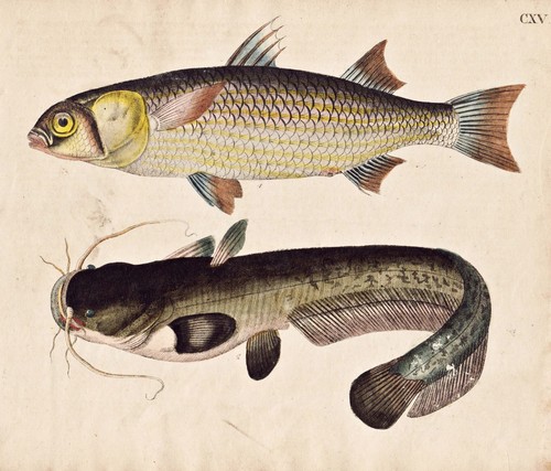 Fish tang catfish - fish,