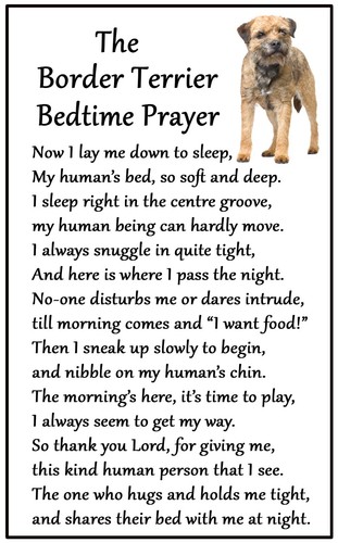 Border terrier dog - terrier,