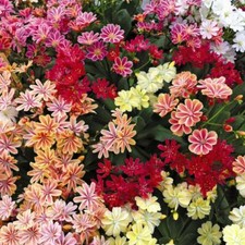 Lewisia Plugs Hardy Flower