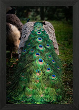 Peafowl backend Framed Wall