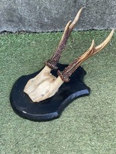 Roe deer Antlers Mounted on a