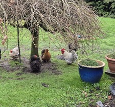 6 FRESH Bantam eg#!s (Pekin