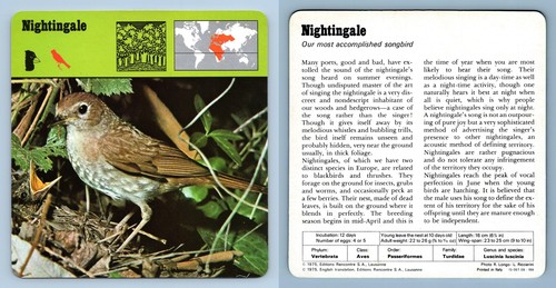 Nightingale birds 1970 s - nightingale,