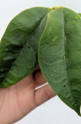 Hoya kapuasensis node - hoya, 1