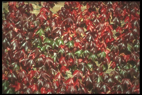 298007 virginia creeper - 298007, a4